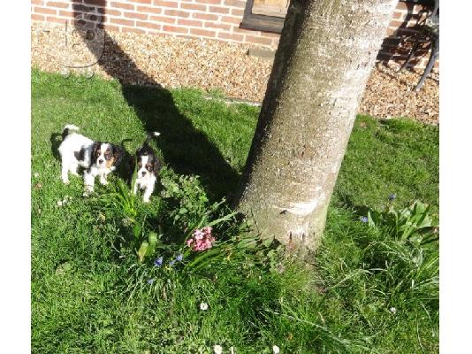 Βασιλιάς Charles Cavalier Pups